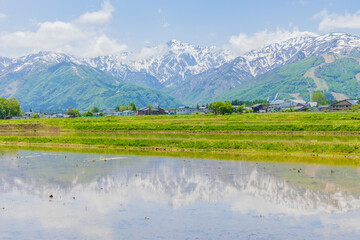 日本の風景・初夏　長野県白馬村　残雪の白馬連峰と水田 © Yuta1127