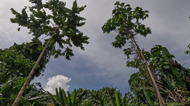 Tropical humid weather at the garden.