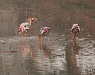 Painted Stork with fish catch