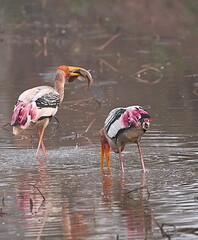 Painted Stork with fish catch