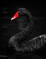 Fototapeta premium Elegant Black Swan with Red Beak Gracefully Gliding on Dark Water.