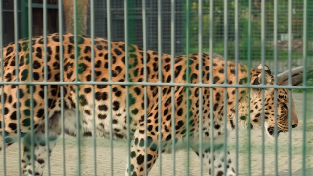 Leopard pacing behind metal cage showing spotted coat, concrete flooring, vertical green bars, muted outdoor light, slow steady stride, captive behavior, zoo enclosure atmosphere, conservation debate