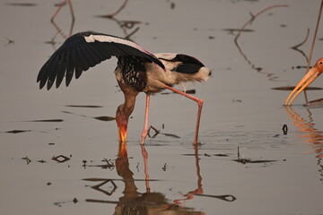 painted stork