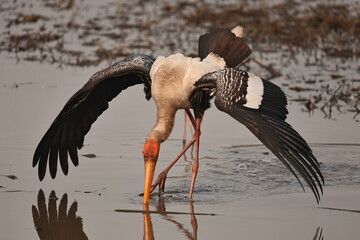painted stork
