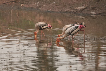 painted stork