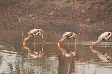 painted stork