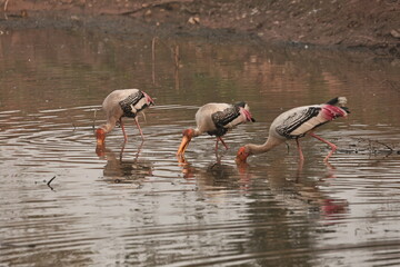 painted stork