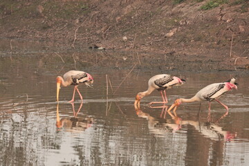 painted stork