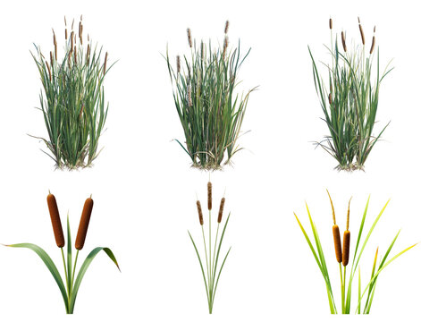 detailed photograph of vibrant green cattail grass plants with characteristic brown cylindrical flower heads, isolated on a dark background.