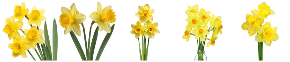 vibrant photograph of bright yellow daffodils showcasing their iconic trumpet-shaped coronas and long green stems, ideal for spring themes. © PlantAndFlowerPNG