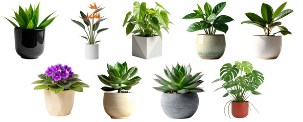 diverse collection of popular indoor potted plants, including succulents and tropical varieties, beautifully arranged in a studio photograph. © PlantAndFlowerPNG