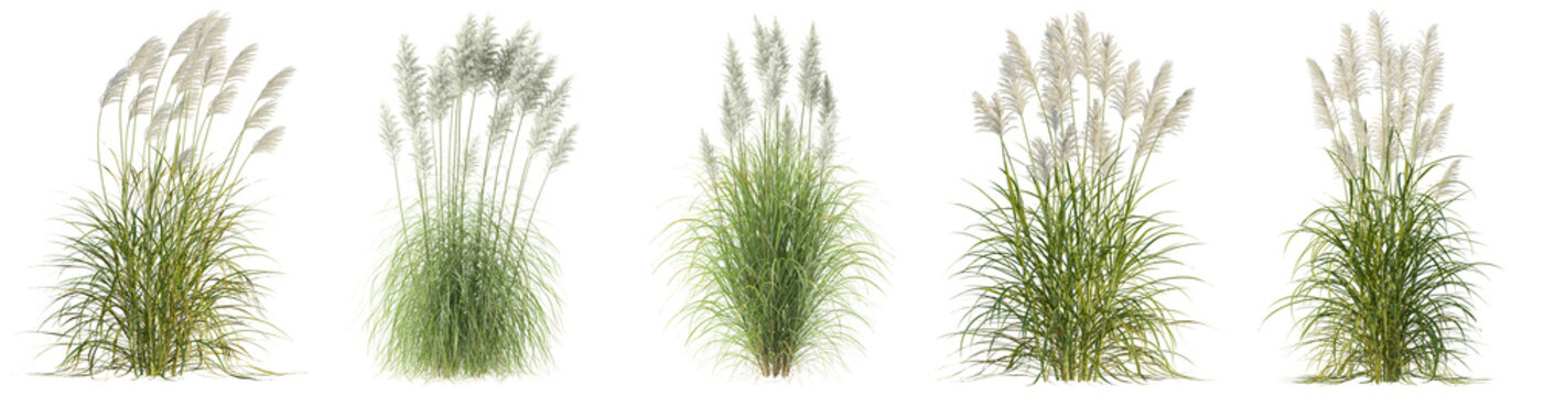 collection of fluffy pampas grass plumes, beautifully isolated on a clean transparent background, conveying natural elegance.