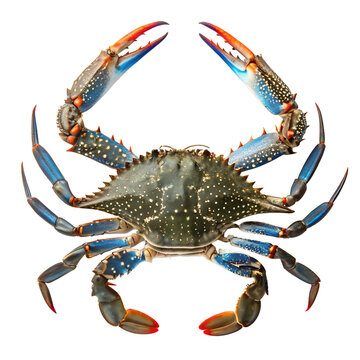 Fresh Blue Swimming Crab Isolated on Transparent White Background