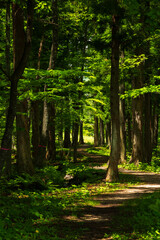 日本の風景・初夏　長野県白馬村　新緑の木流川散策路 © Yuta1127