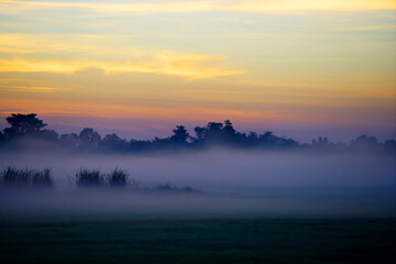 Serene Landscape at Dawn with Fog Rolling Over a Green Field
