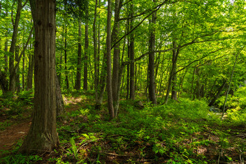 Obraz premium 日本の風景・初夏 長野県白馬村 新緑の木流川散策路