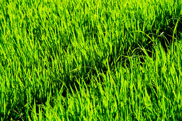 Lush Green Grass Under Bright Sunlight in a Natural Outdoor Setting
