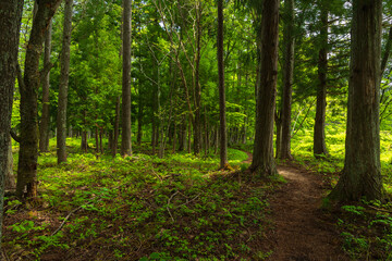 日本の風景・初夏　長野県白馬村　新緑の木流川散策路 © Yuta1127