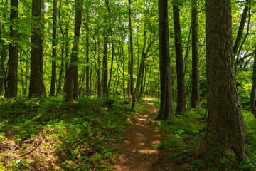 日本の風景・初夏　長野県白馬村　新緑の木流川散策路 © Yuta1127