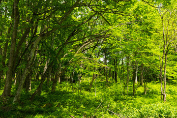 日本の風景・初夏　長野県白馬村　新緑の木流川散策路 © Yuta1127
