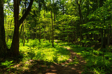 日本の風景・初夏　長野県白馬村　新緑の木流川散策路 © Yuta1127