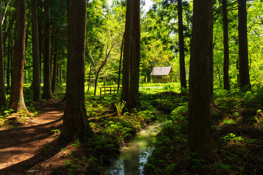 日本の風景・初夏　長野県白馬村　新緑の木流川散策路　ビオトープ
