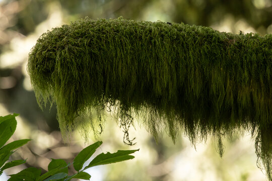 Mossy Branch