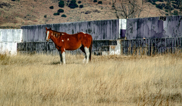 Caballo Pinto