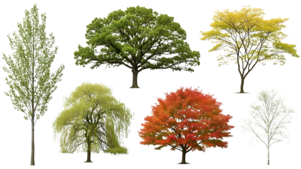 Diverse tree collection isolated on transparent background