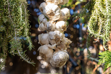 A cluster of dried garlic bulbs hangs vertically surrounded by rosemary branches, with sunlight filtering through creating highlights and soft bokeh in the background