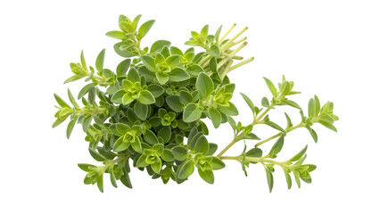 Green plant with leafy branches isolated on transparent background