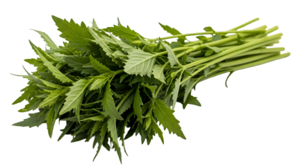 A bunch of fresh green cannabis leaves isolated on transparent background