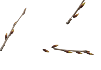 macro studio close-up of a rough, grey-brown winter twig with nascent green buds, isolated on a transparent background for copy space, emphasizing fine detail. concept of new beginnings and