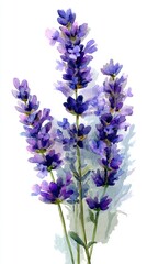 A delicate watercolor illustration of lavender flowers, showcasing their vibrant purple hues and graceful stems.