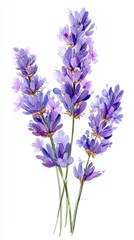 A delicate watercolor illustration of lavender flowers, showcasing their vibrant purple hues and natural beauty.