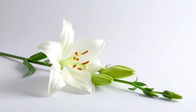 Elegant White Lily Blossom with Green Buds and Stem on a White Background.