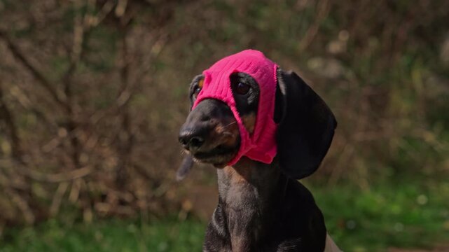 A dachshund wearing a bright pink thief mask outdoors against a natural backdrop of trees and grass, looking around fearfully and barking