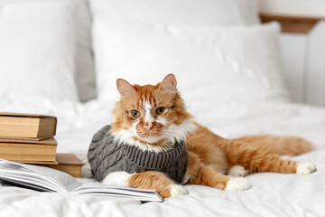 Cute cat in sweater with eyeglasses and books lying on bed at home