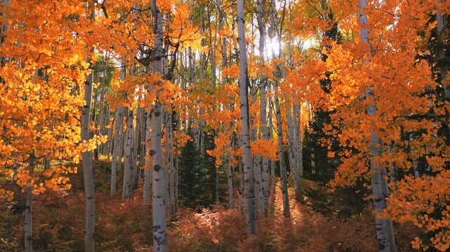 Kebler Pass Crested Butte Autumn Fall colorful golden quaking aspen trees grove forest sun ray aerial drone Colorado Rocky Mountains sunlight Telluride Aspen Snowmass Breckenridge Vail right motion