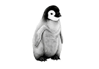 highly realistic black and white watercolor illustration of a vulnerable baby emperor penguin chick with dense grey down plumage, fine texture visible, against a transparent background. monochromatic