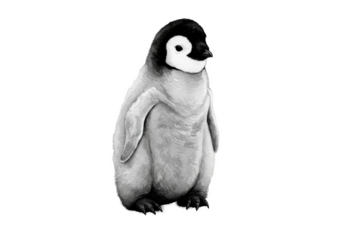 highly realistic black and white watercolor illustration of a vulnerable baby emperor penguin chick with dense grey down plumage, fine texture visible, against a transparent background. monochromatic