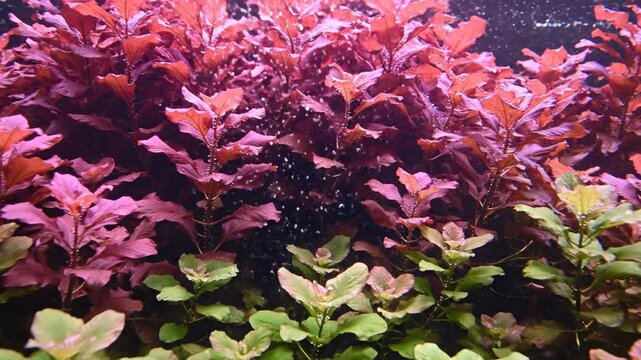 Dense thicket of vibrant Rotala indica aquatic plants creating a lush pink and green wall underwater with oxygen bubbles