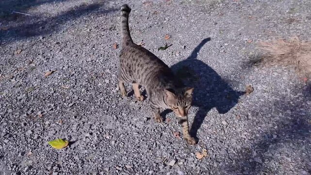 Watch a majestic tabby cat walk gracefully across a gravel path in stunning 4K slow motion. High-quality footage captures every detail of its sleek movements and beautiful striped coat