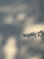 Shadow of flower brunch on the wall