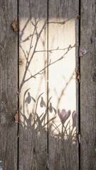 Vertical wood texture background with shadows of spring flowers for February vibes