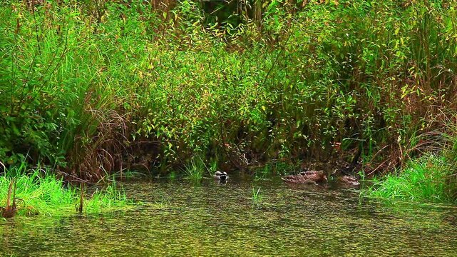 a video of ducks swimming and feeding on a fresh water pond at Nisqually Natural Wildlife Preserve Washington State