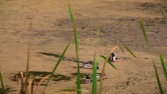 a video of Ducks feeding in a pond at Nisqually Natural Eildlife Preserve Washington State
