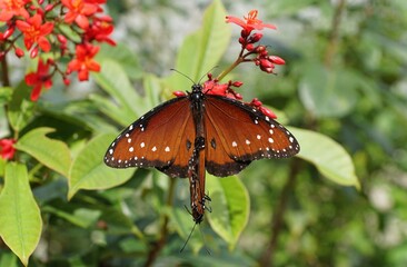 Close-up of Queen butterflies mating on red flowers, showcasing vibrant wing patterns and natural reproductive behavior in garden habitat.