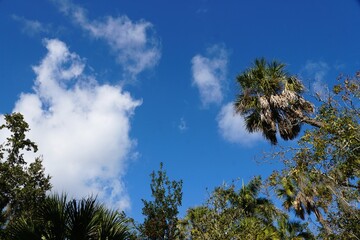 Lush palm fronds stretch skyward against bright blue sky, evoking tropical warmth and vibrant natural beauty near Mary Selby Botanical Gardens, Sarasota, Florida, U.S