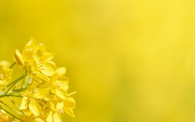 黄色背景からし菜（菜の花）の花のクローズアップ